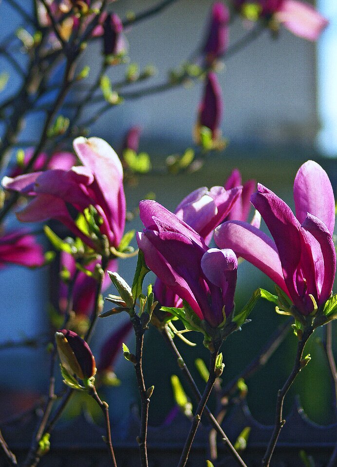 Spring flourishing violet photo