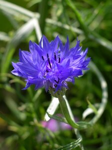 Purple purple flower nature