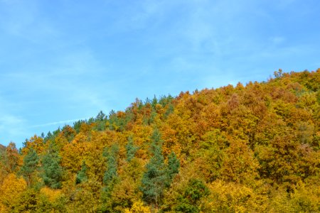 autumn photo