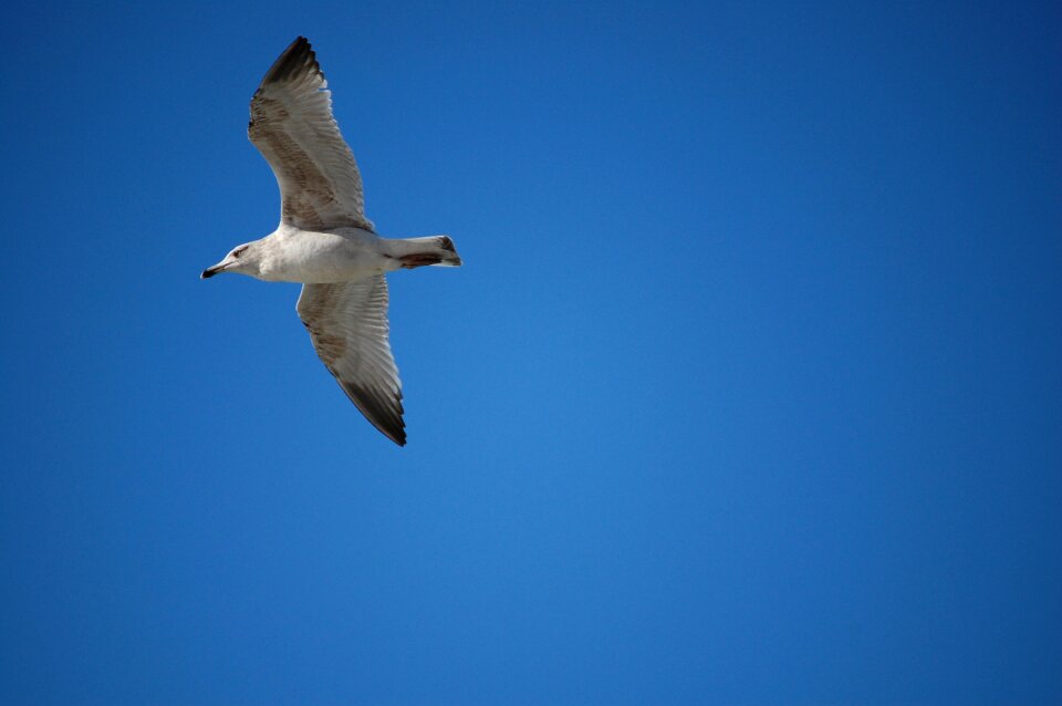 Bird seagull blue sky