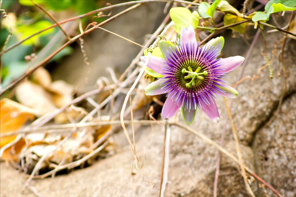 Blossom bloom purple
