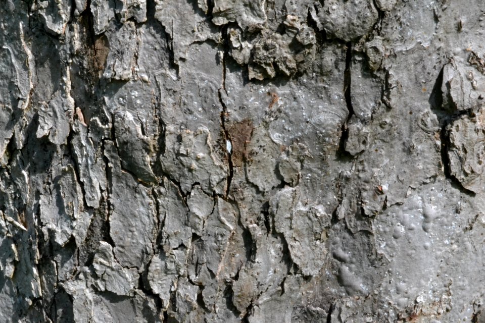 tree bark