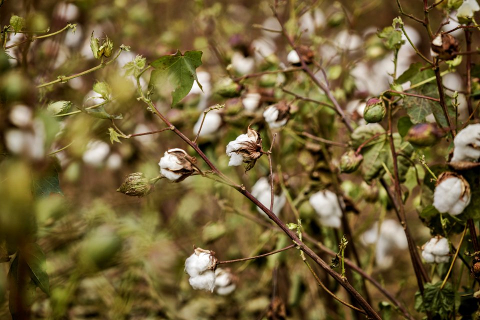 20200925-FPAC-PeeblesFarm-024
