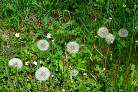 Dandelion puff