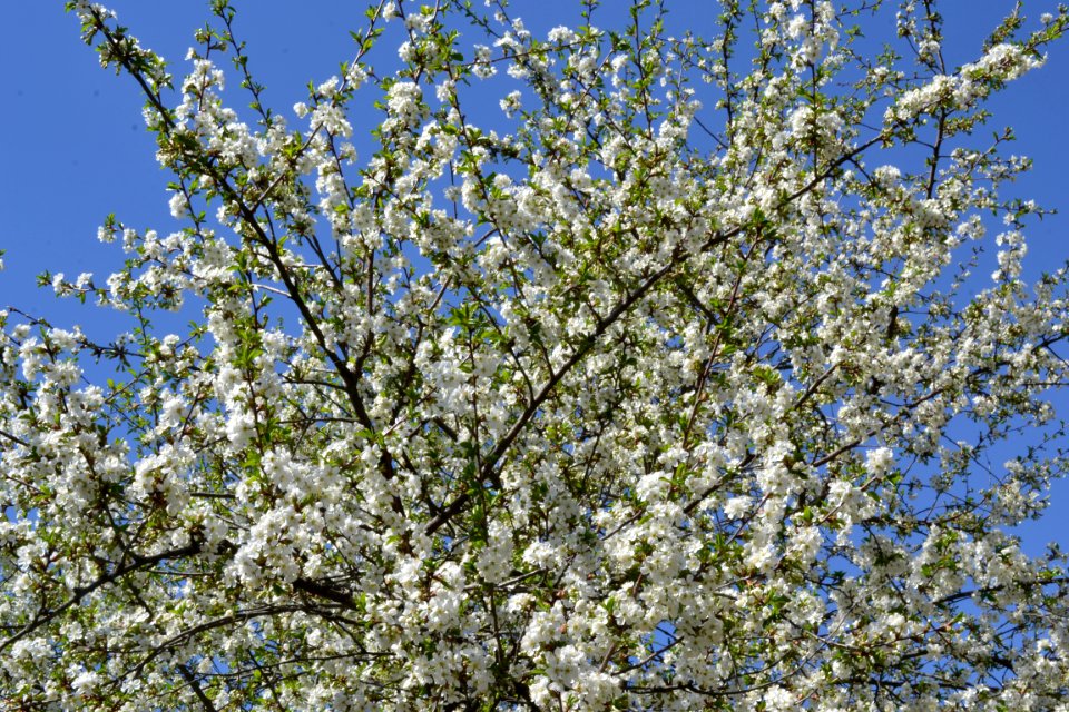 flowering trees