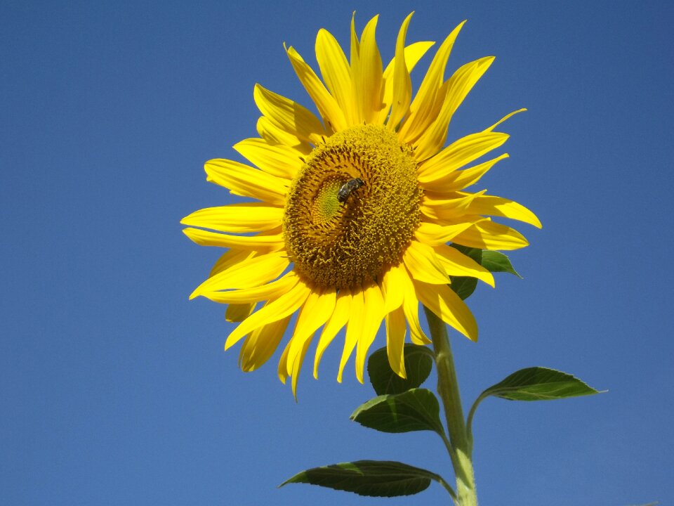 Yellow summer summer flowers