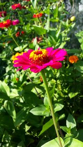 Panyči summer garden