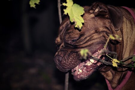 Dogue walk french
