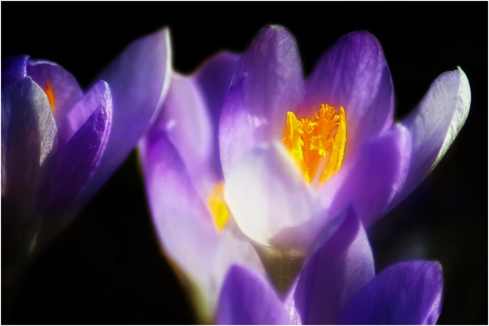 Close up flower blossom