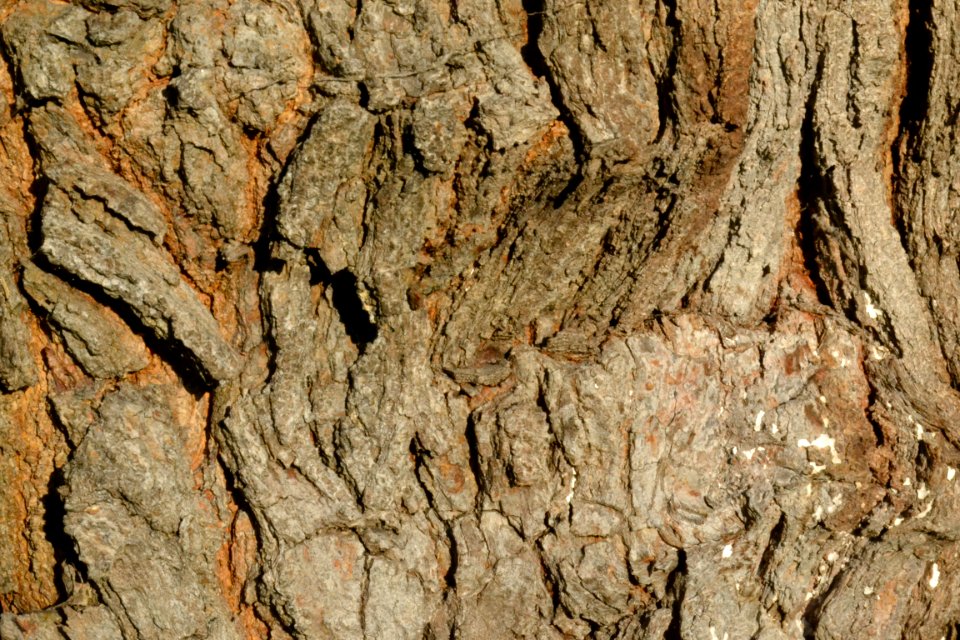 tree bark