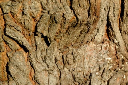 tree bark photo