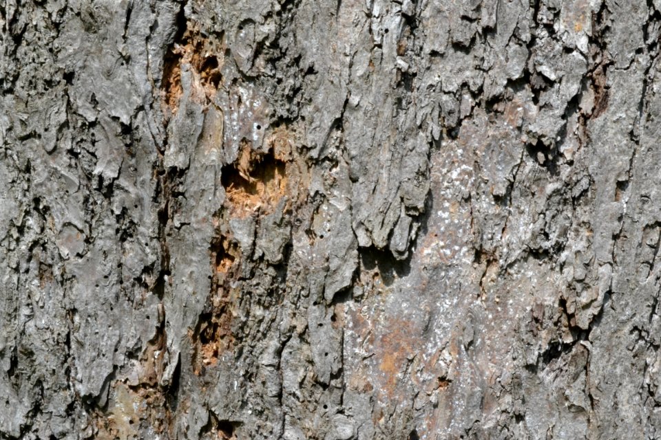 tree bark