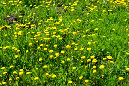 Dandelion