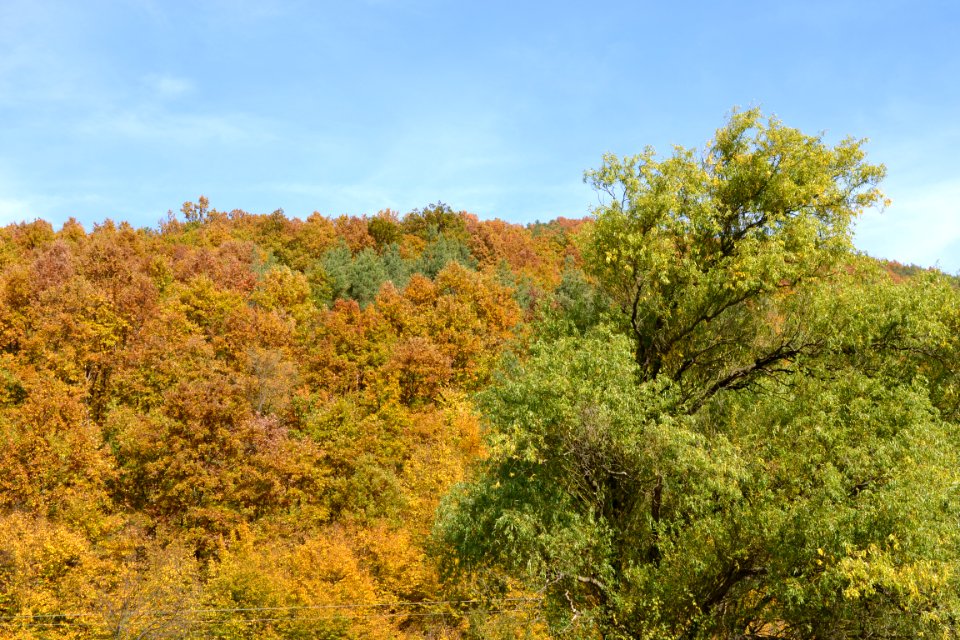 autumn