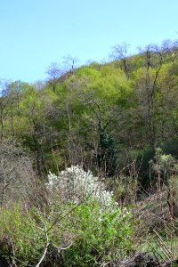flowering trees
