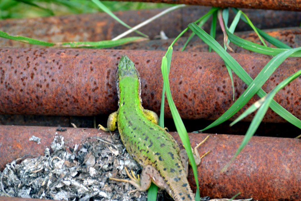 lizard