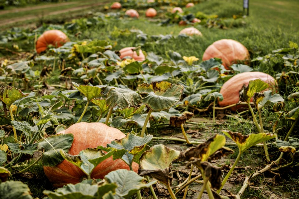 20200925-FPAC-PeeblesFarm-019