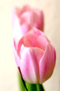 Macro flowers blossom
