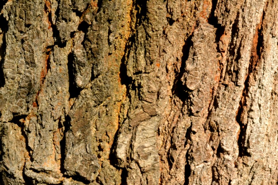 tree bark