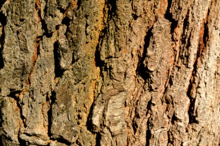 tree bark