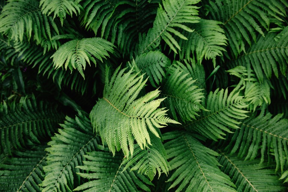 Outdoors nature green nature