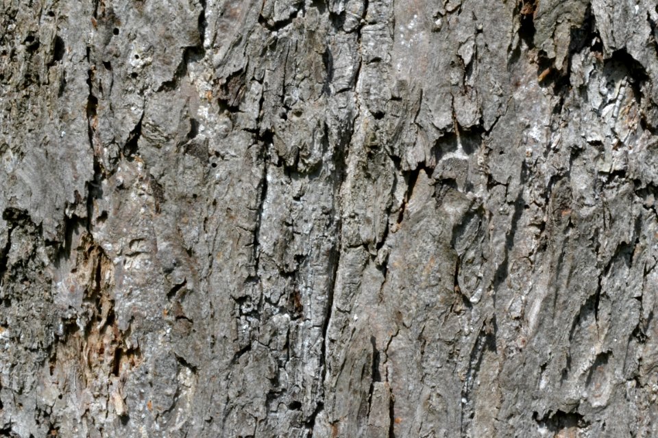 tree bark