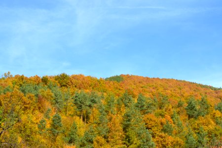 Forest in the autumn photo