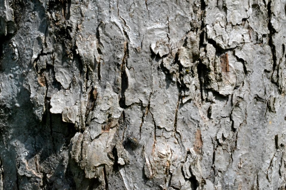 tree bark