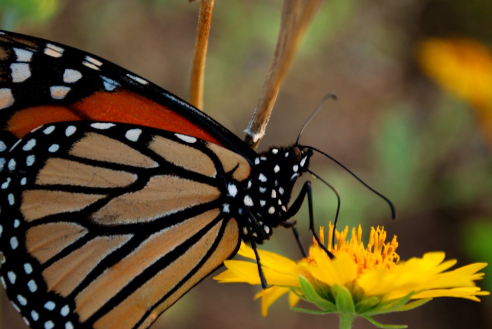 20191014-NRCS-RAM-001 Monarch on Verbesina encelioides PayneCountyOklahoma124