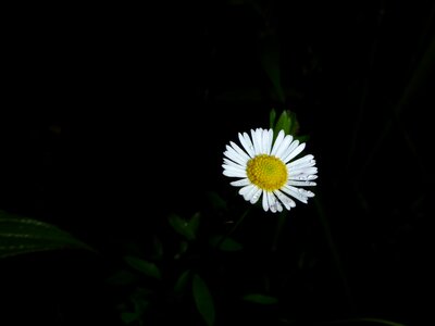 Floral pollen botanical