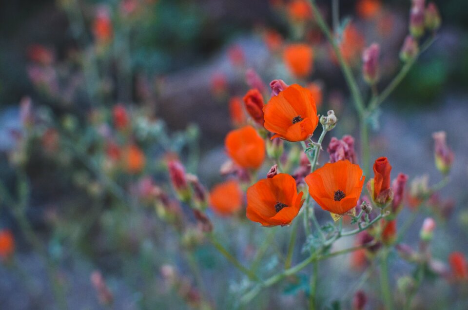 Flowers spring beautiful