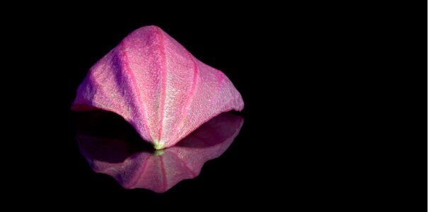 Pink exclusiv macro