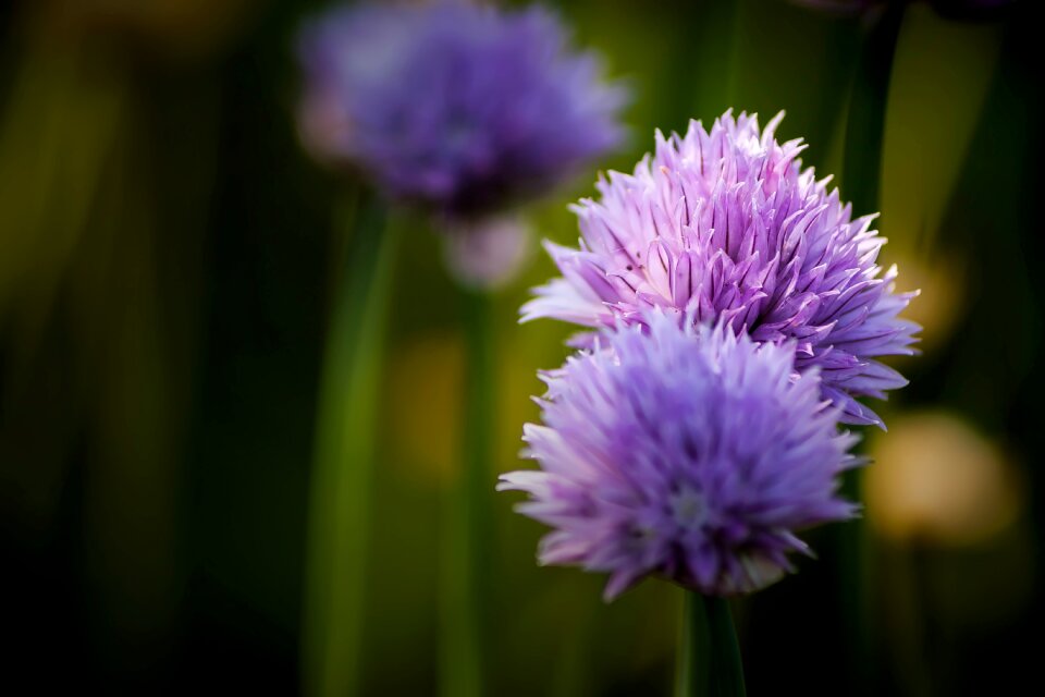 Bloom close up purple