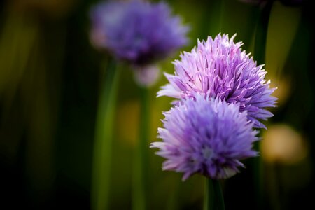 Bloom close up purple