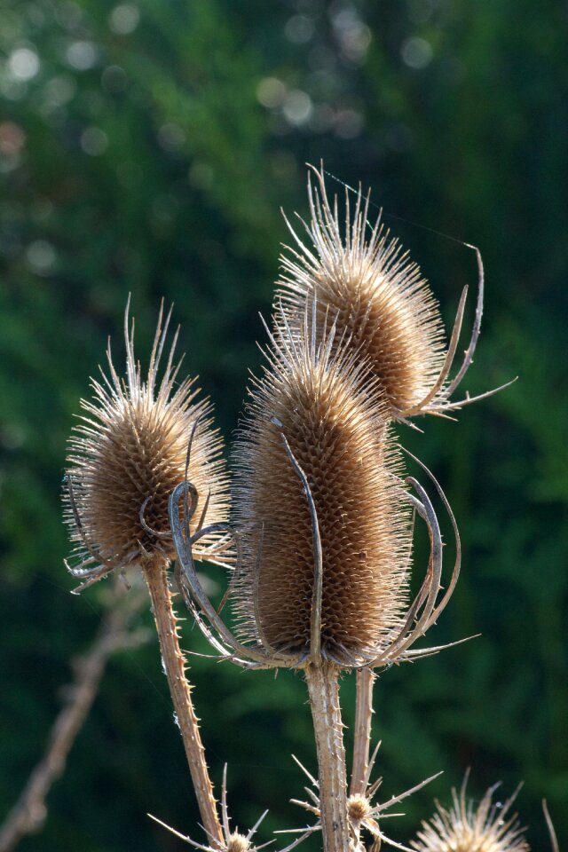 Faded thistle plant nature prickly
