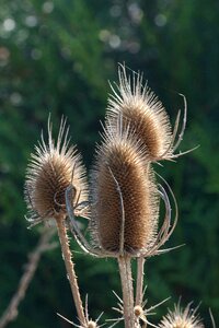 Faded thistle plant nature prickly photo