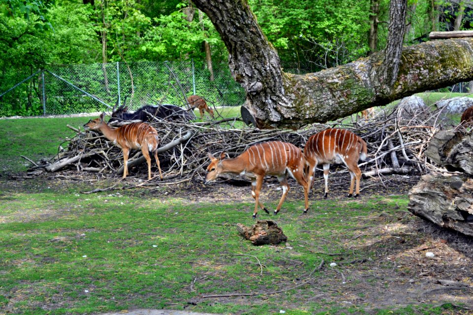 tierpark