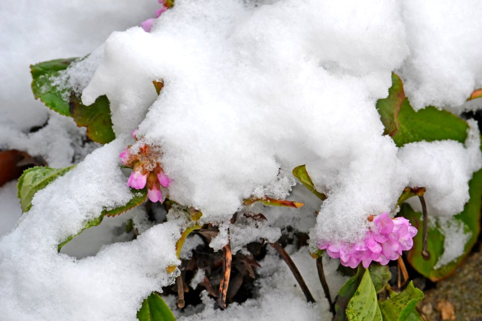 Flowers covered with snow