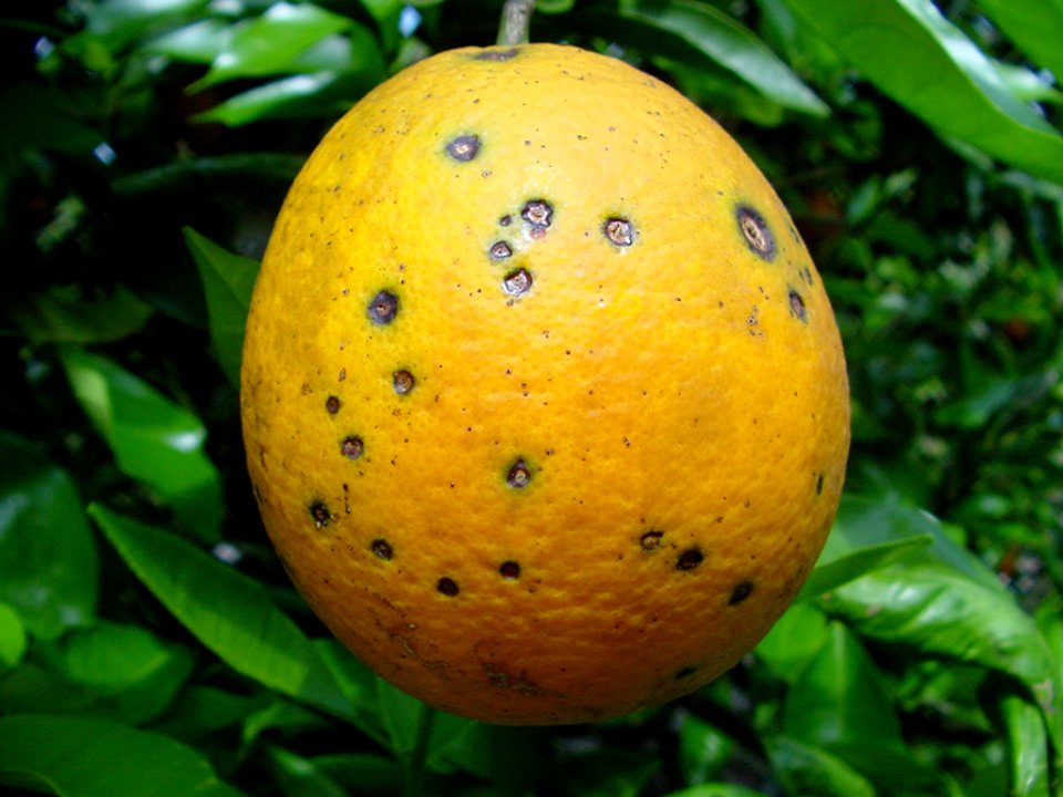 20191206-APHIS-CHRP-0032
