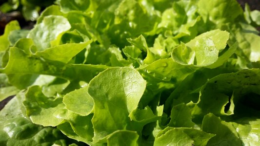 Green vegetables garden