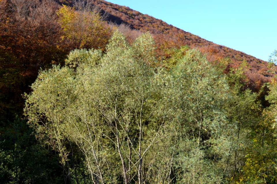 autumnal