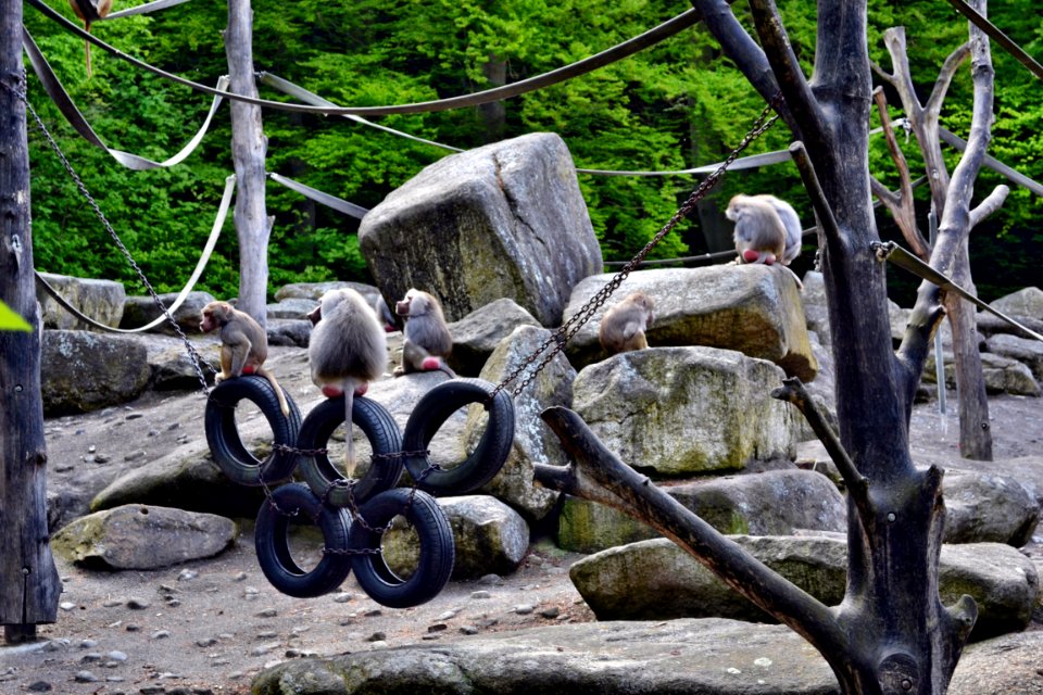 tierpark