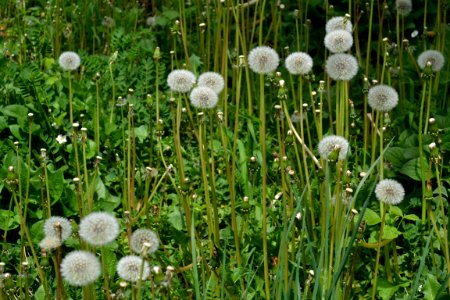 Dandelion puff