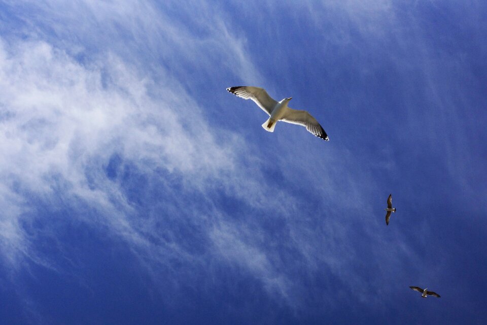 Seagulls wildlife icon
