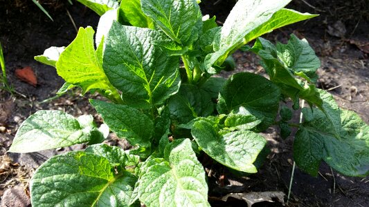 Vegetables eat peel potato photo