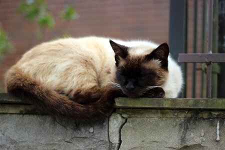 Siamese mix cute furry