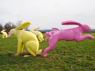 Yellow pink seat and flitz rabbits