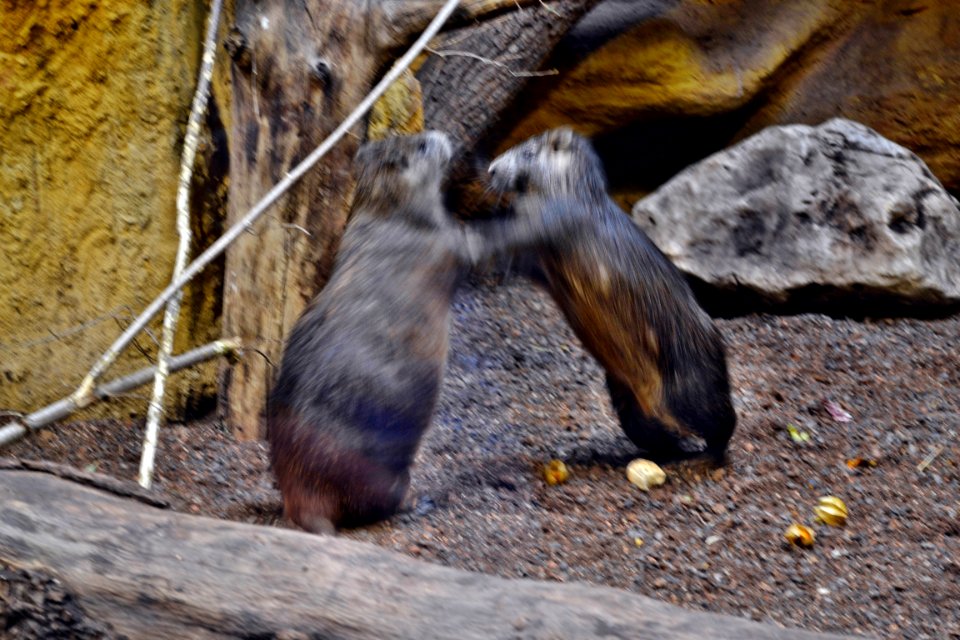 tierpark