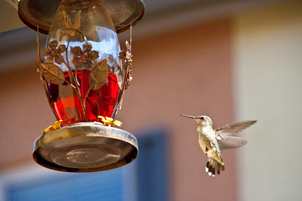 Hummingbird feeding chula vista ca