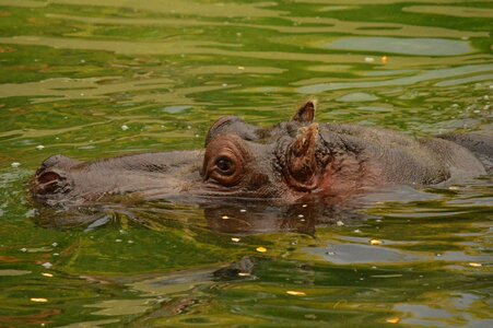 Hippopotamus water zoo